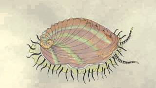 Pinto Abalone Animation