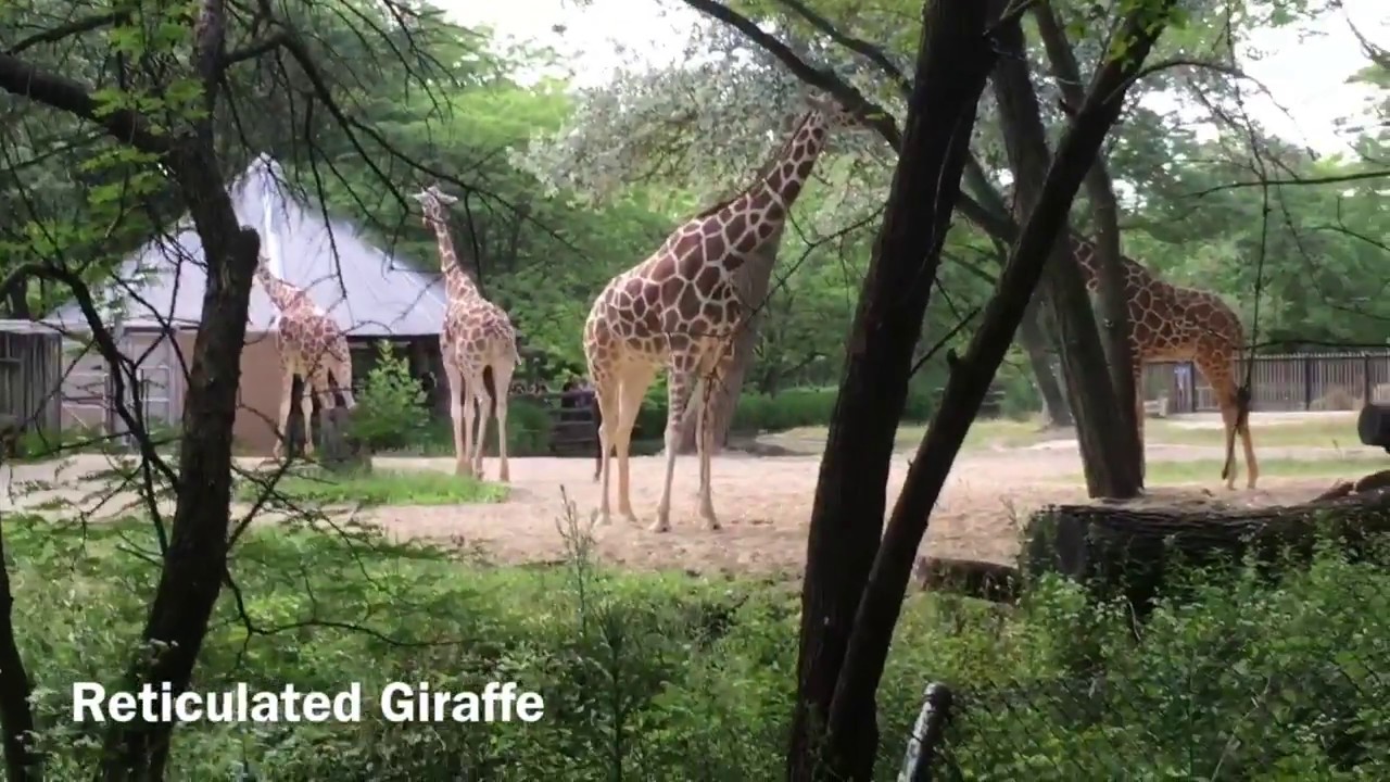 Brookfield Zoo - ZooChat