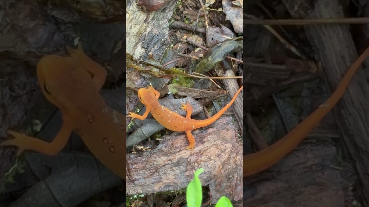 RARE Orange Eft Eastern Newt Salamander in The Wilderness 