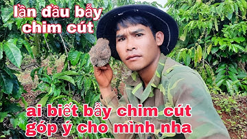 Bẫy Chim Cút P2  (Quail Trap Part 2)