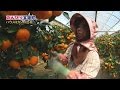 ビタミンＣと言えば　玄海町のハウスミカン　ウェルカム玄海町 23 20140818