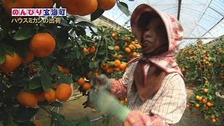 ビタミンＣと言えば　玄海町のハウスミカン　ウェルカム玄海町 23 20140818