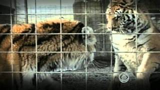 The CBS Evening News with Scott Pelley - "Noah's Ark" crashes into Zanesville, Ohio