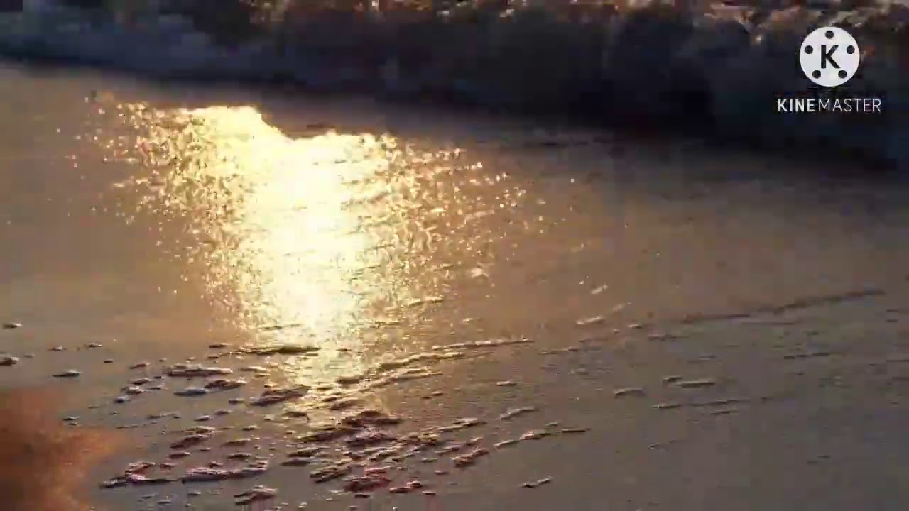 Music for  Pet's Specialists.....