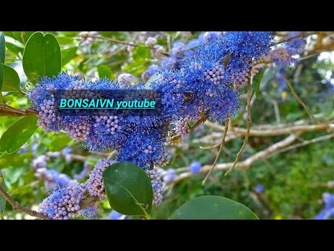 Video CÂY SẦM ĐÁ GIAO LƯU CÙNG ANH EM NHÉ - youtube