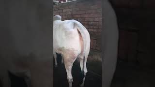 Isa sasta or kha mila ga 260 ka joda laugachhi 2018
