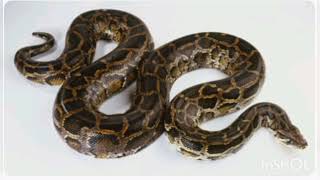Could handbags be the haute couture solution to Florida’s python problem?