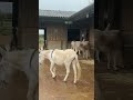 Coco &amp; Frankie Meet Donkeys at the Sanctuary 🐶🫏#DonkeySanctuary #CocoAndFrankie #CozyAdventure