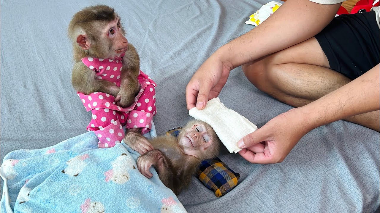 Monkey Tina and uncle Tuan try to take care of monkey Xuka with medical treatments