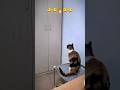 Cat failed 😂 funny #funny #comedy #epic #shorts