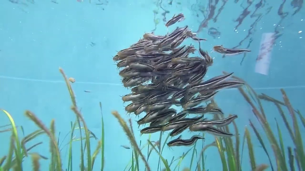 ゴンズイ