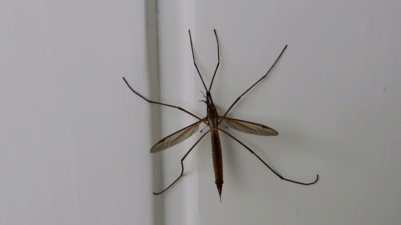 20210926 Tuin Rockanje Langpootmug Tipula paludosa