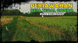 Persawahan Desa Tegal Gondo