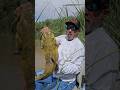 Baby flathead catfish going back in! #fishing #fishingvideo #nature