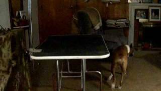 Ruby the Boxer puppy on her grooming table - 12-26-09