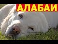 Алабай - лучший защитник семьи