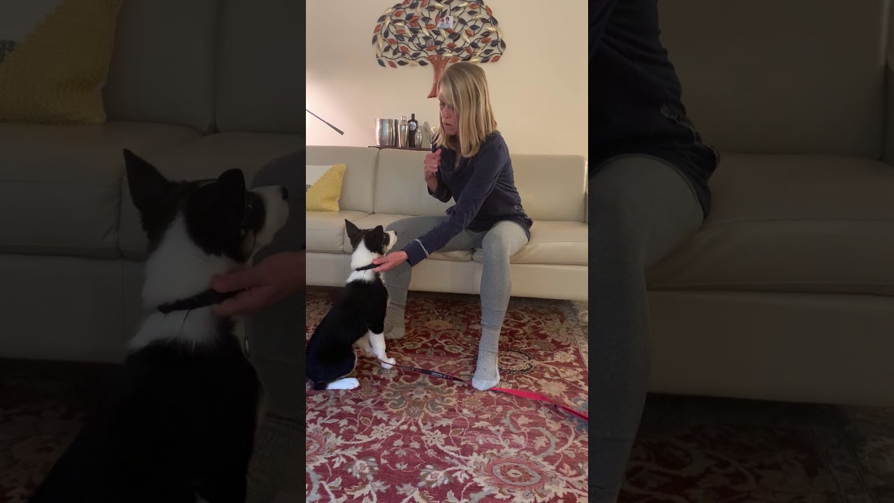 Collar grab with duration Session 4 1 YouTube