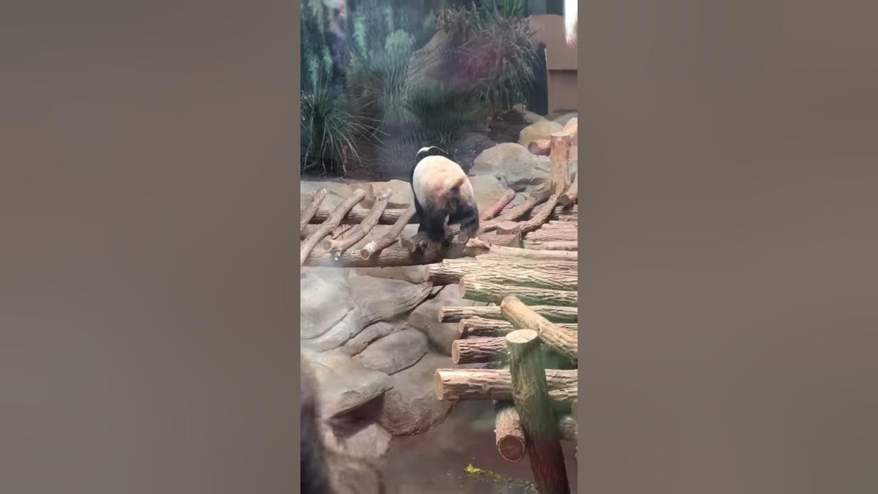 Panda qui fait caca - YouTube