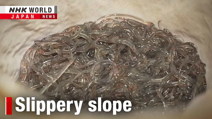 Dominican Republic grapples with eel industry boomーNHK WORLD-JAPAN NEWS