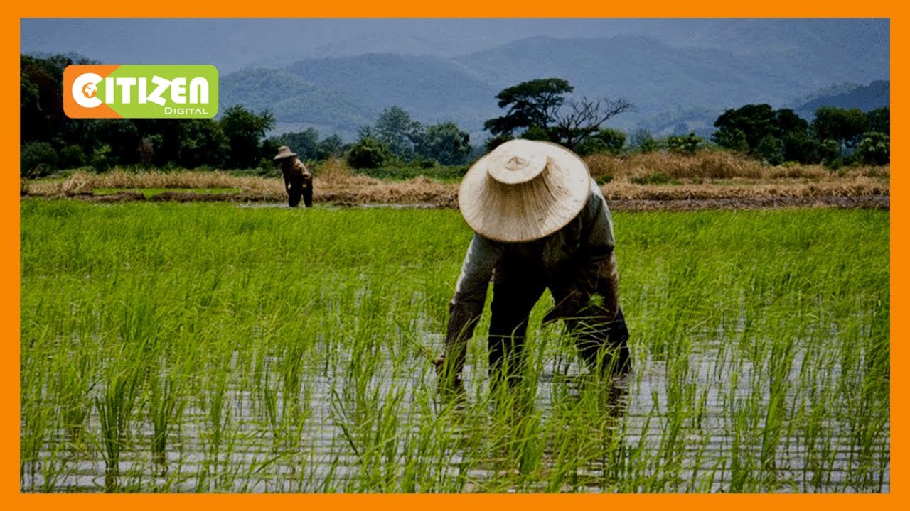 Ahero irrigation schemes initiate project to increase rice production ...