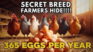 7 Best Layer Chicken Breeds That Lay Up To 364 Eggs Per Year