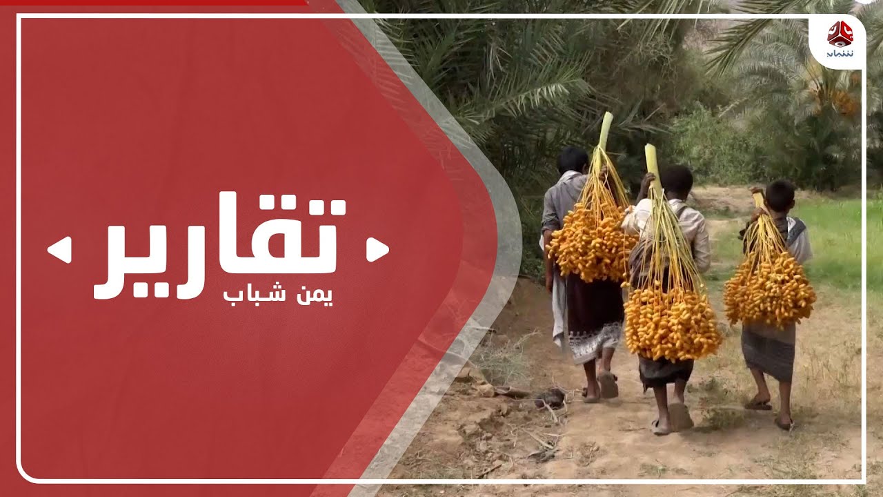 شبوة .. بدء موسم جني التمور