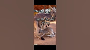 هَٰذَا خَلْقُ اللَّهِ... #قرآن #اكسبلور #تلاوة_خاشعة  #quran #خشوع