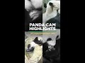 Panda Cam Highlights! | Smithsonian Channel #Shorts