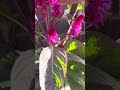 Каралева моих цветоа #цветы#
