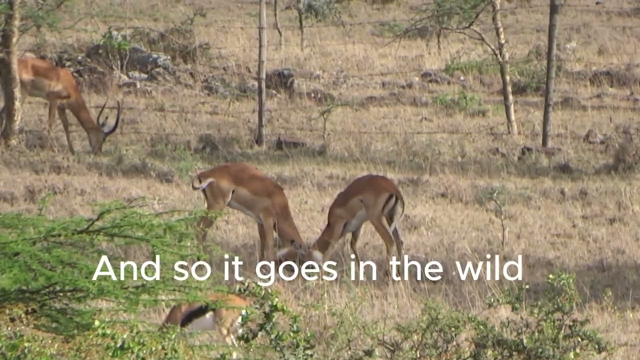 Wild Kenya
