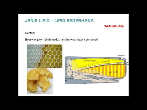 Video: Perbezaan Antara Lipid Mudah Dan Kompleks