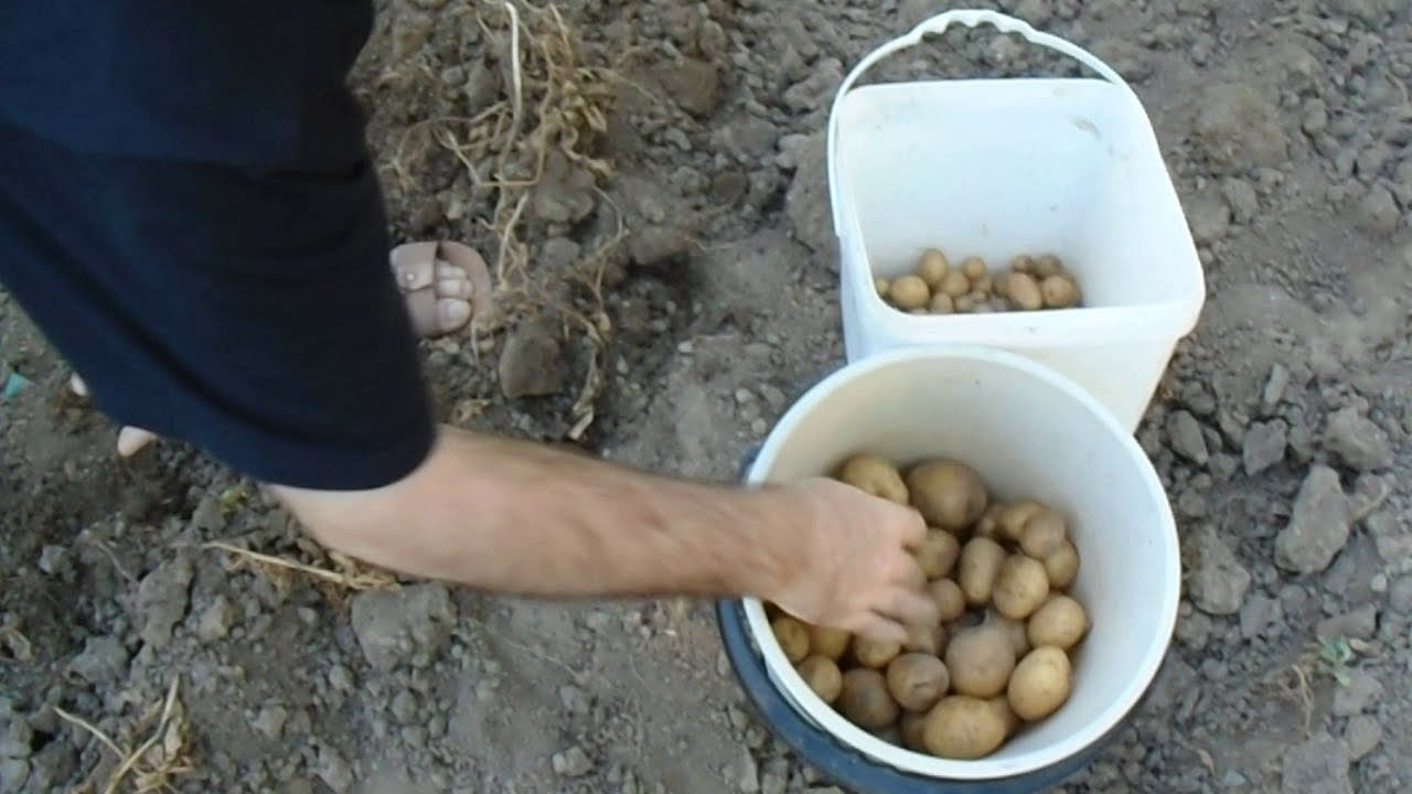 Potatoes Harvesting Prize Loot.