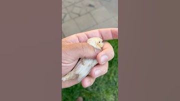 WEANING A TRIPLE ORANGE ZEBRA FINCH 🥰