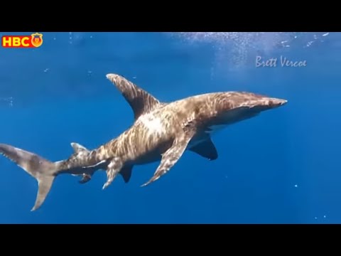 🔥Cái Búa của CÁ MẬP ĐẦU BÚA để làm gì ? | HBC Chuyện lạ kỳ thú 🔥Cái Búa của CÁ MẬP ĐẦU BÚA để làm gì ? | HBC Chuyện lạ kỳ thú