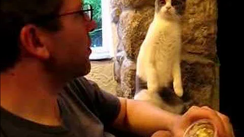Video 11691841: british shorthair blue, funny british shorthair, cat