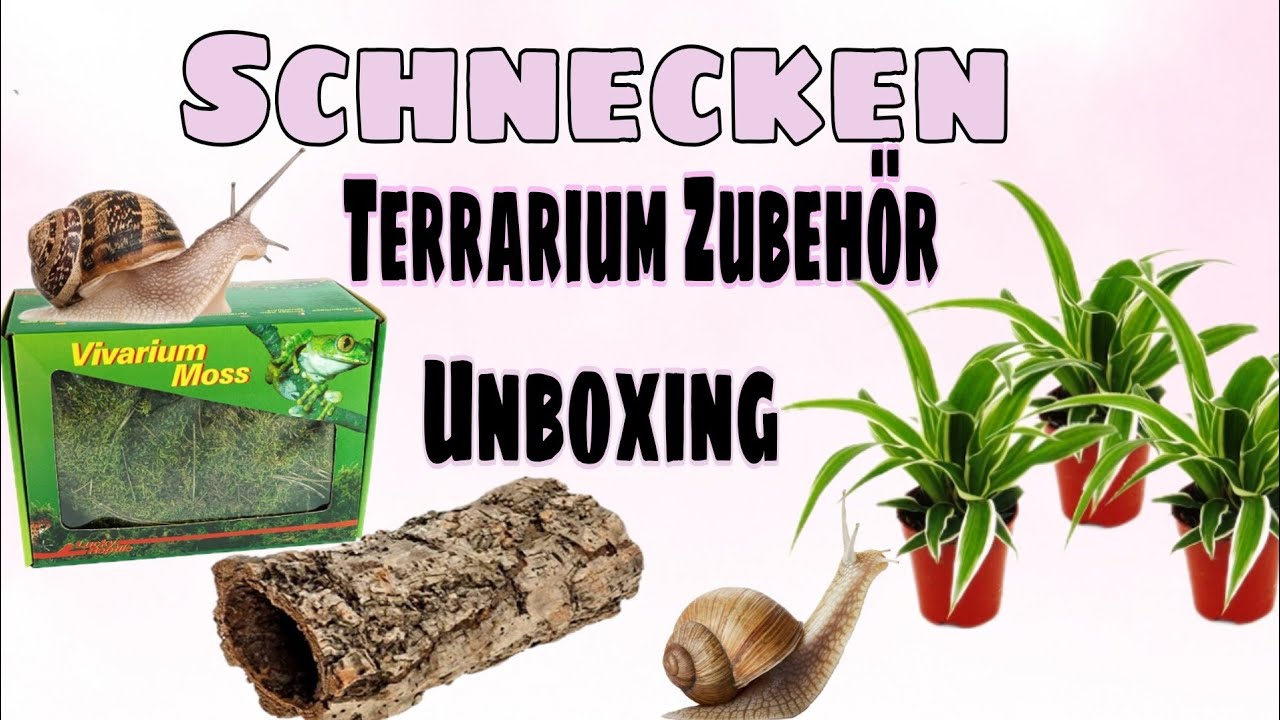 Produktbild von Begeterday Schnecken-Terrarium-Set, Inklusive 28,5 X 20 X 15,2 Cm Schnecken- Terrarium, 100 G Haustierschnecken, Moos, 22,9 Cm, Biegbares Haustierschnecken-Kletterspielzeug, Schafft Den Perfekten