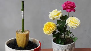 Discover The Secret To Creating A Beautiful Pot Of Multicolored Roses