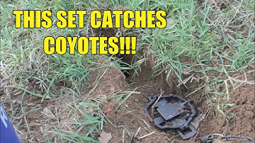 SETTING COYOTE TRAPS IN FOOD PLOTS!!! TRENCH SET AND FLAT SET!!!