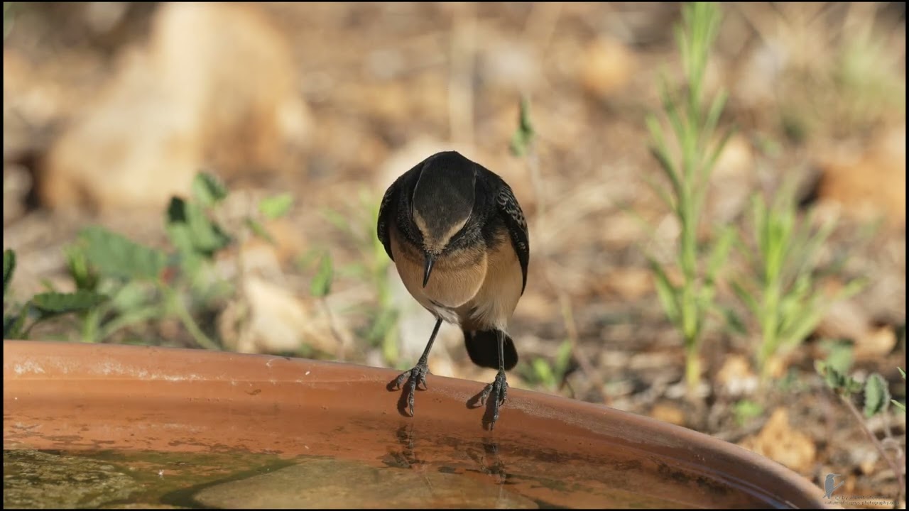 Cyprus Wheatear 4K 25fps 2021 09 26