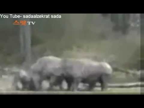 ثور يواجه ثلاث وحيد قرن