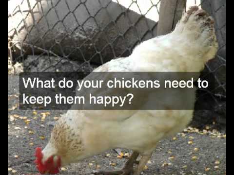  easy to build design choice of mobile chicken coop plans - YouTube