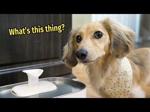Dachshunds Become Water SOMMELIERS With PETLIBRO Pet Water Fountain!
