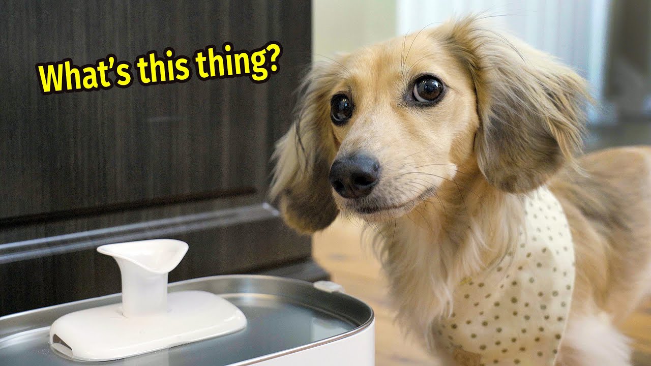 Dachshunds Water SOMMELIERS With PETLIBRO Pet Water Fountain! YouTube