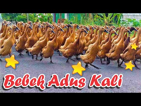 Bebek Lagu Bebek Adus Kali Lagu Bebek Adus Kali Chord Lagu Bebek Adus Kali Cocomelon