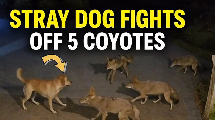 FULL VIDEO: Dog Fights 5 Coyotes in Orange County Caught on Camera #dog #coyote