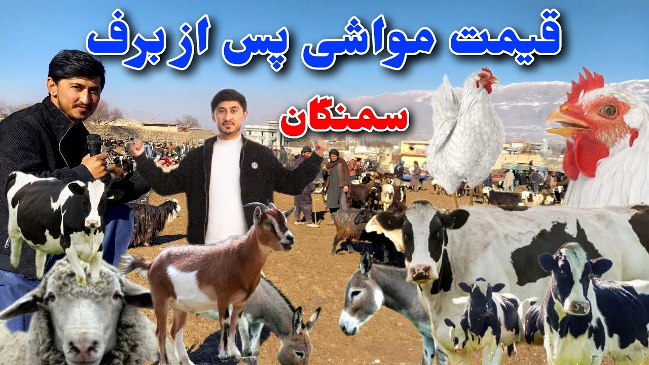 قیمت مواشی پس از برف در مال بازار سمنگان| وقتی برف ببارد چرا نرخ مواشی بلند می‌شود؟