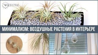 Минимализм: 10 ИДЕЙ ДЕКОРА ИНТЕРЬЕРА воздушными растениями (тилландсиями) | 25 часов в сутках Минимализм: 10 ИДЕЙ ДЕКОРА ИНТЕРЬЕРА воздушными растениями (тилландсиями) | 25 часов в сутках
