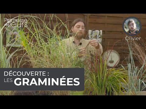 Vidéo: Est-ce que toutes les graminées ont des ligules ?