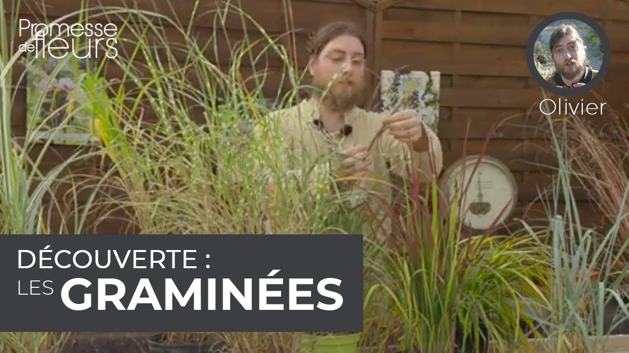 Découverte : les graminées