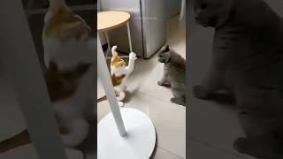 Funny Cats 😂 Episode 131 #Shorts